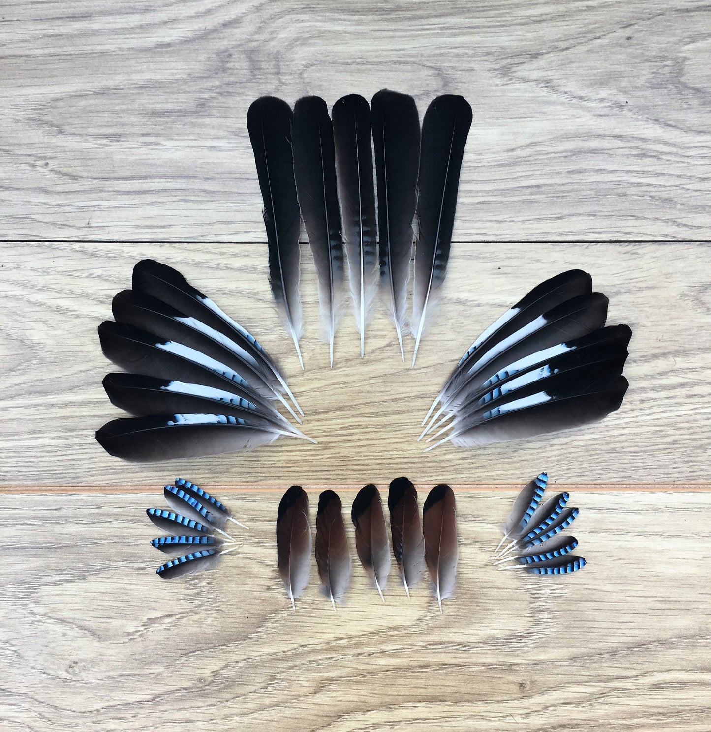 Blue Jay Feathers - Multi Pack of 30