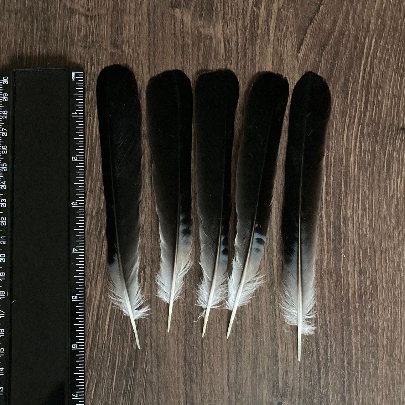 Blue Jay Tail Feathers