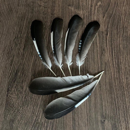 Small & Large White Craft Feathers for Sale