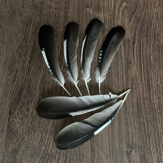 Large Blue Jay Wing Feathers