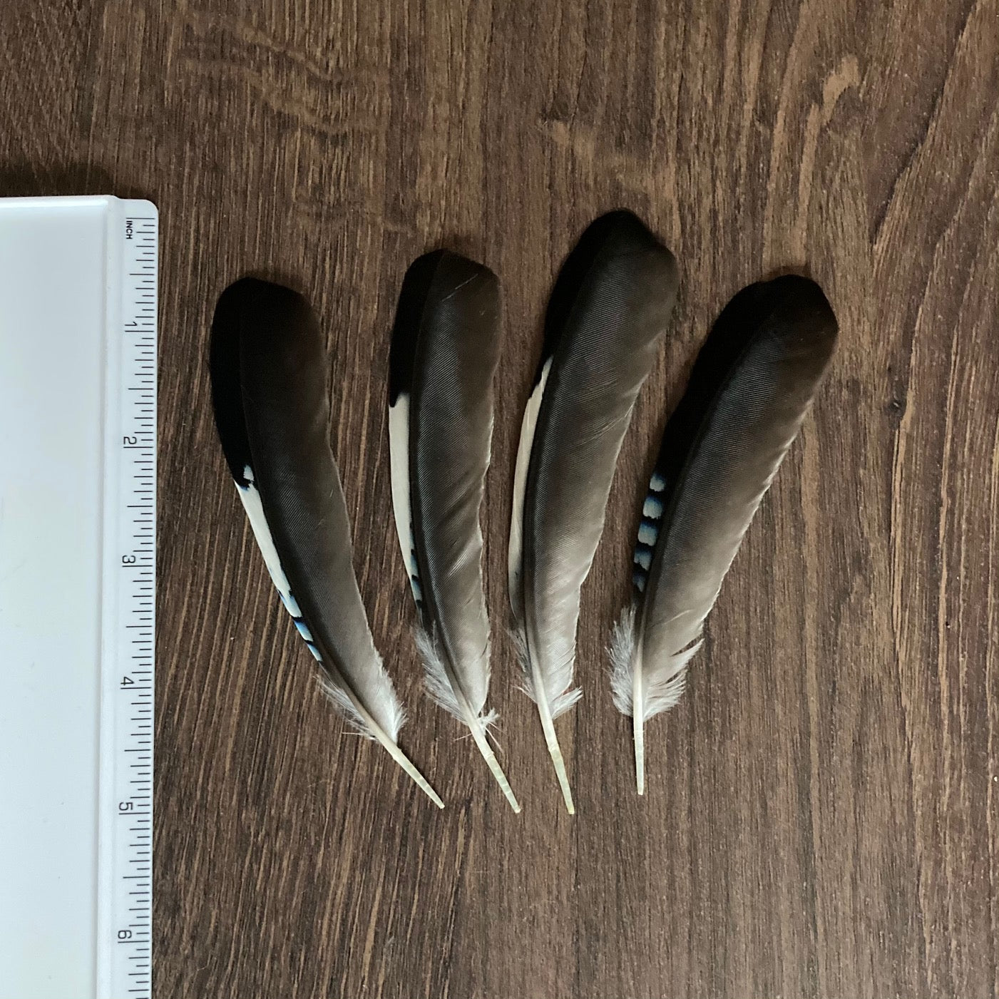 Large Blue Jay Wing Feathers