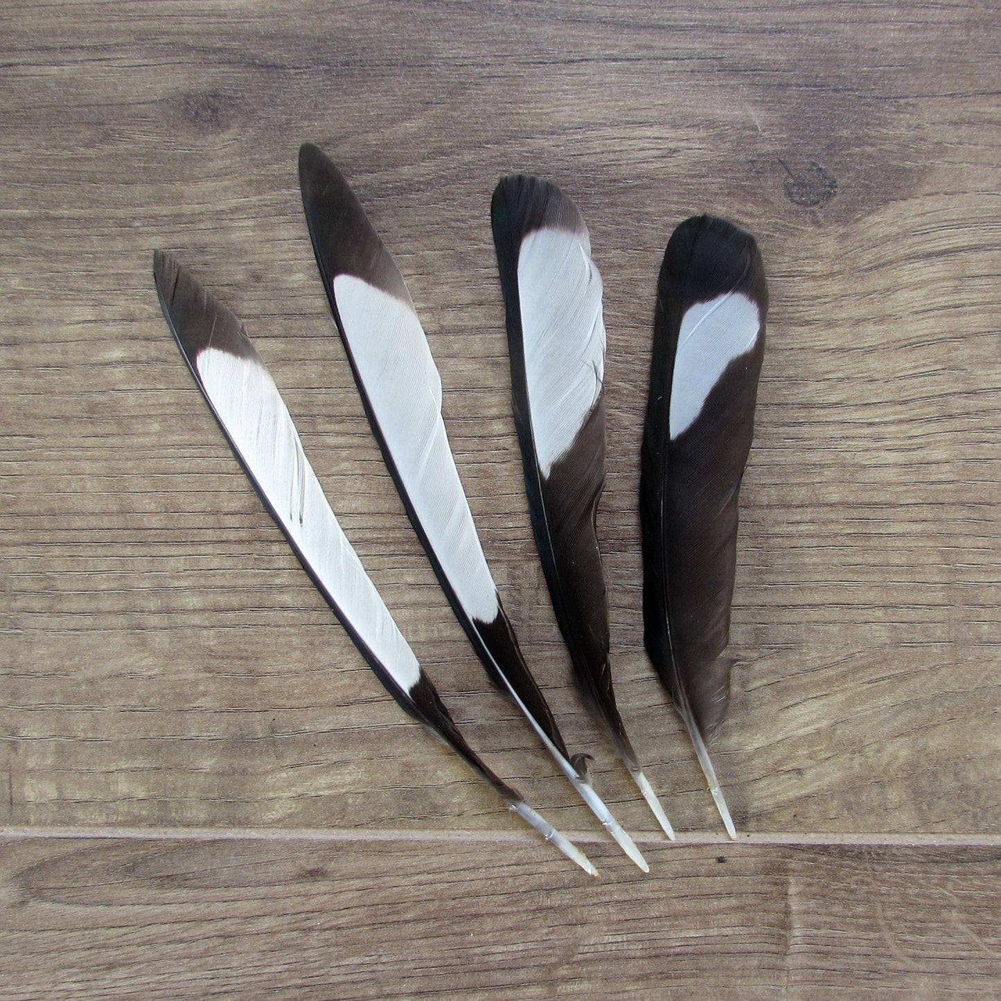 Magpie Feathers - Mixed Pack of 30
