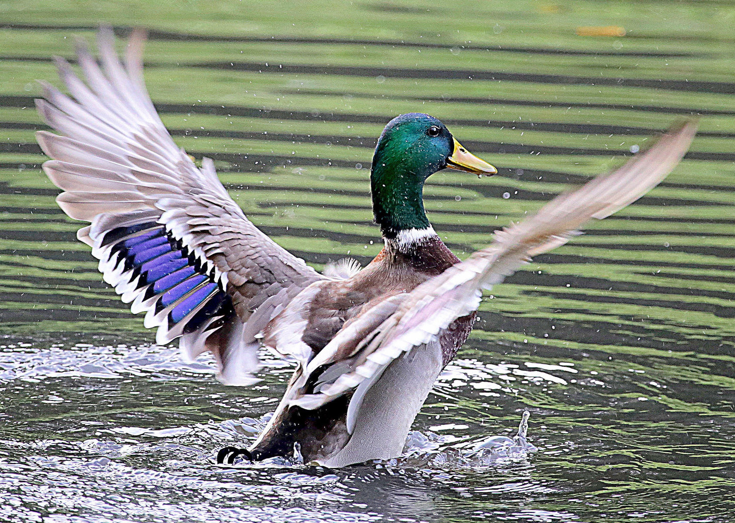 Blue Mallard Duck Feathers