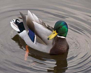 Blue Mallard Duck Feathers