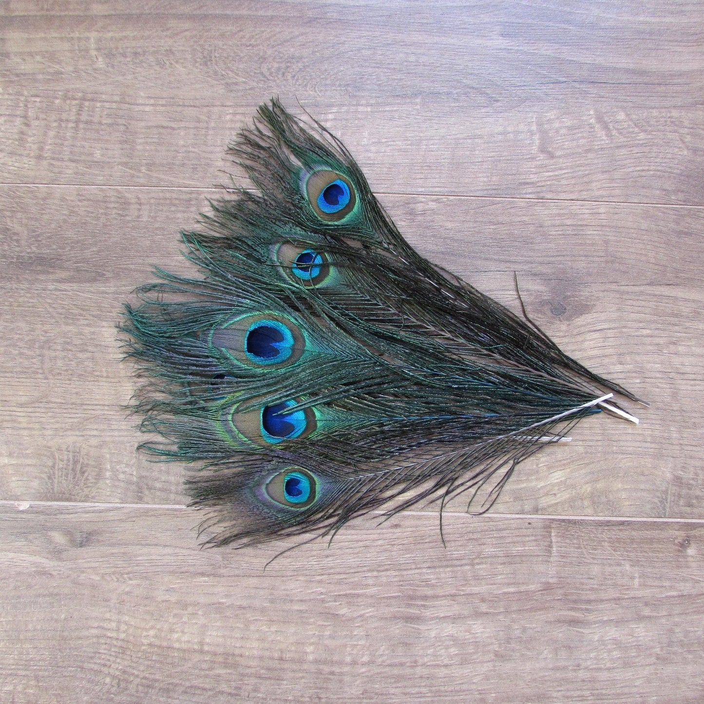 Natural Peacock Feathers