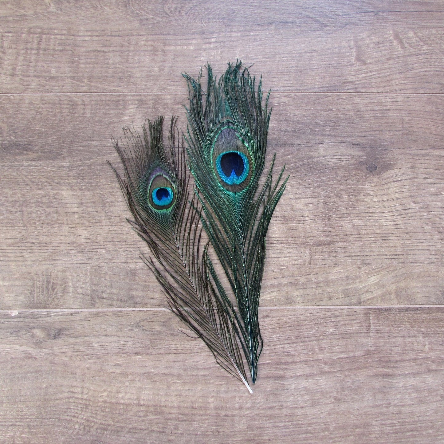 Natural Peacock Feathers