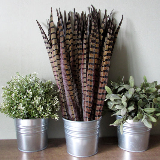 Pheasant Tail Feathers - 14-16"