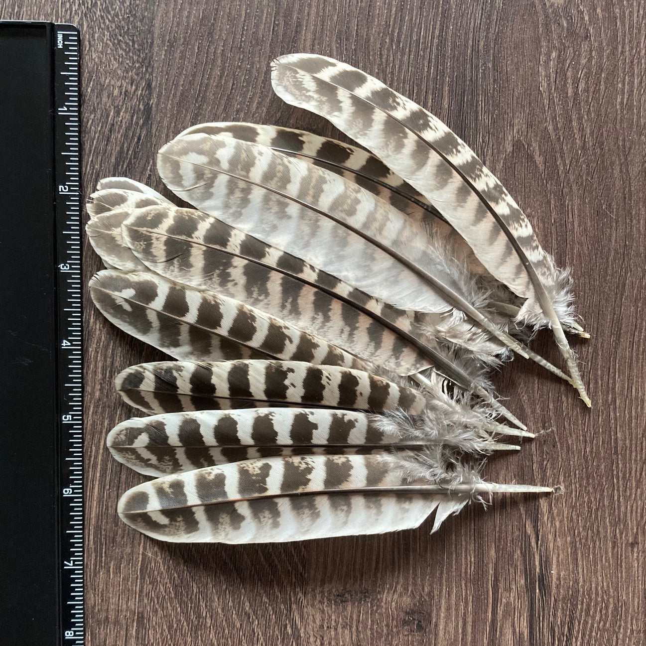 Pheasant Hen Wing Feathers