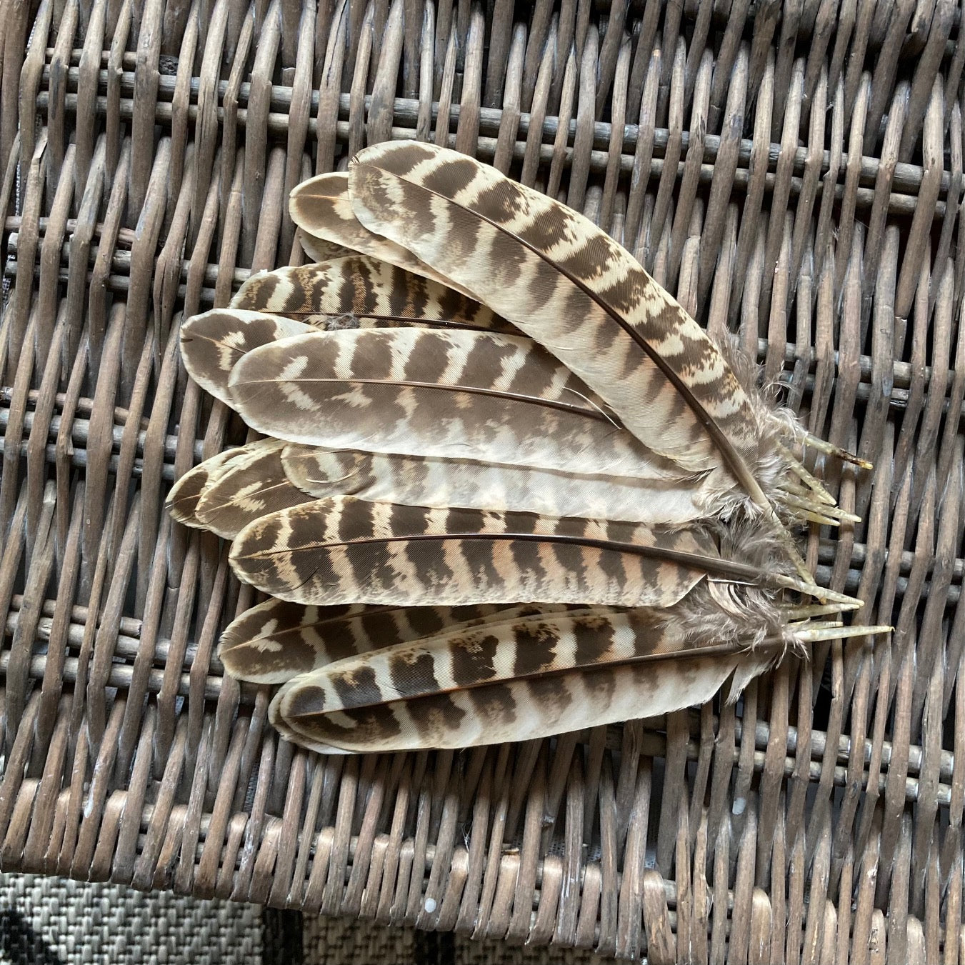 Pheasant Hen Wing Feathers