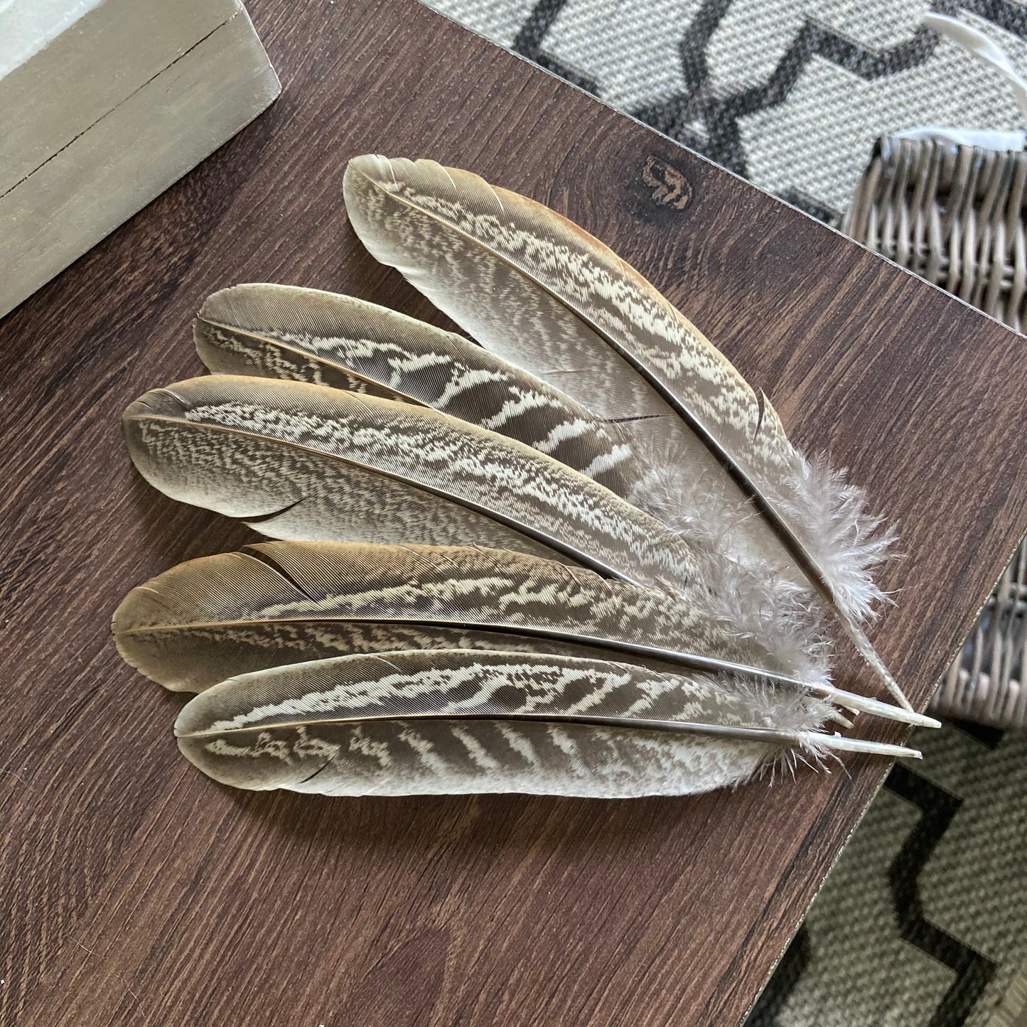 Pheasant Cock Wing Feathers