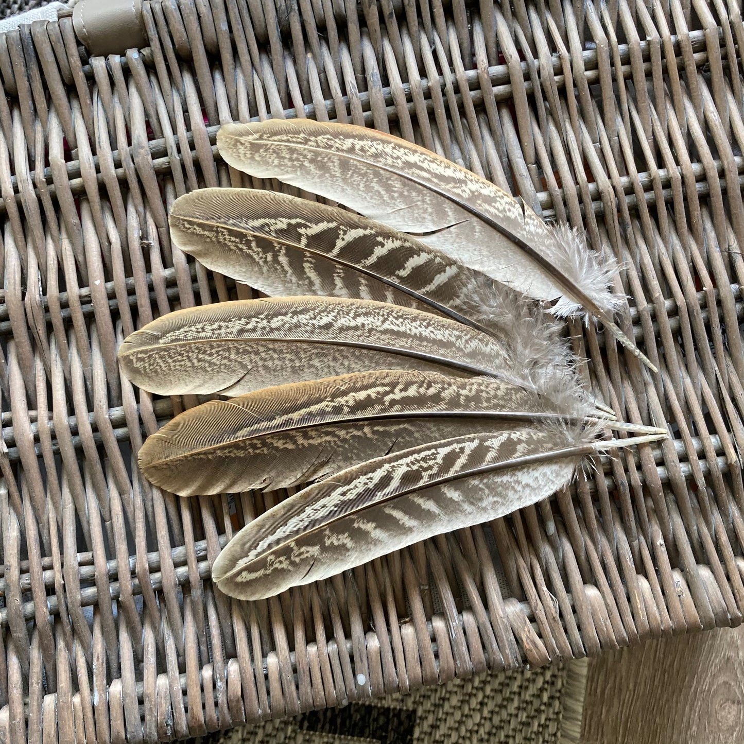 Pheasant Cock Wing Feathers