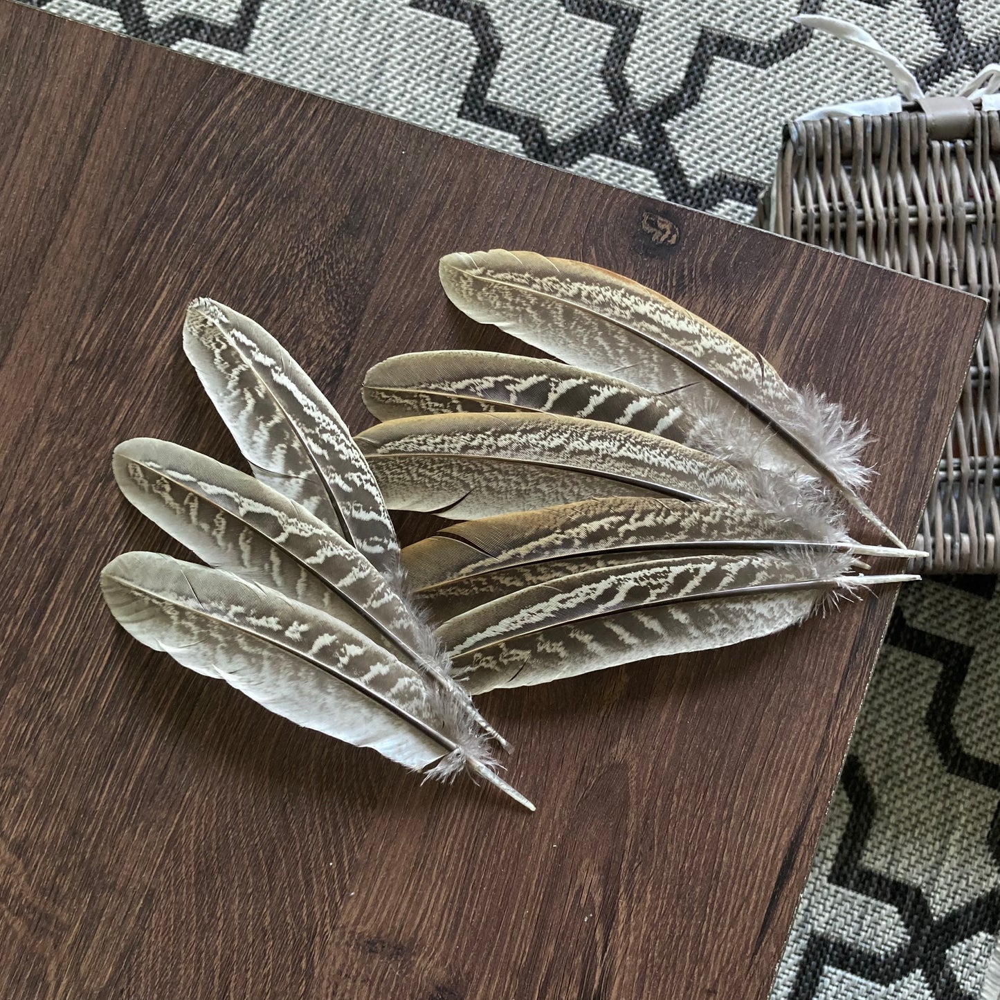Pheasant Cock Wing Feathers