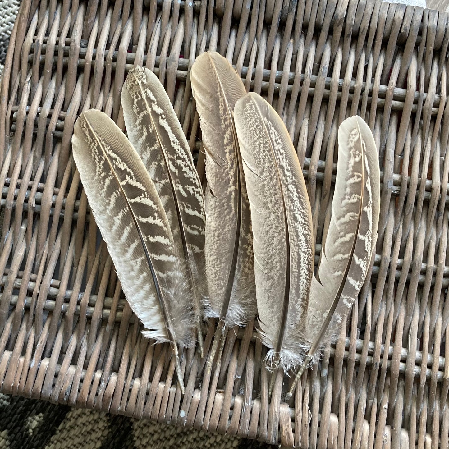 Pheasant Cock Wing Feathers