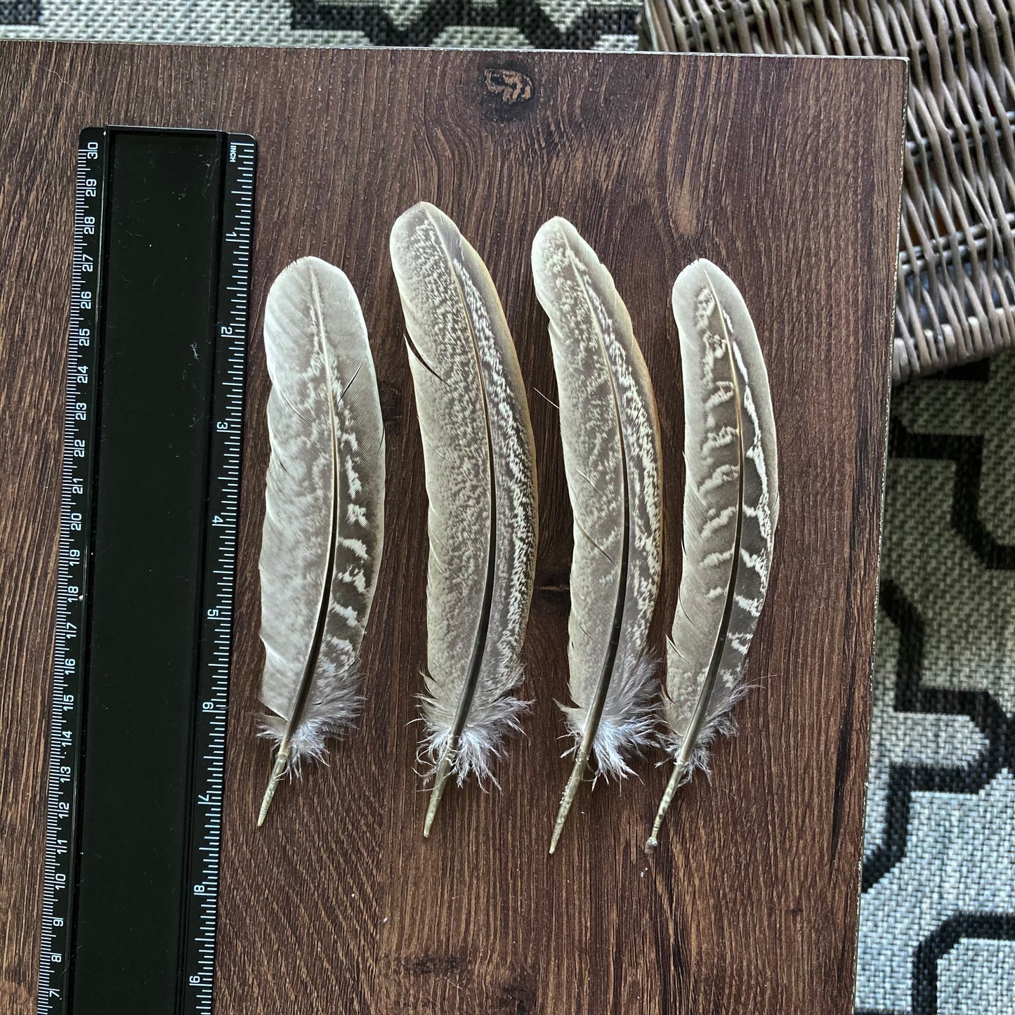 Pheasant Cock Wing Feathers