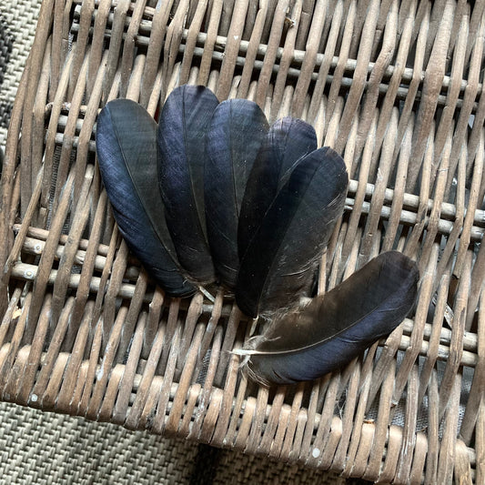 Small Round Crow Feathers