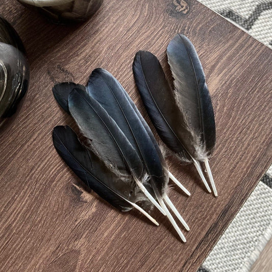 Small Black Crow Feathers