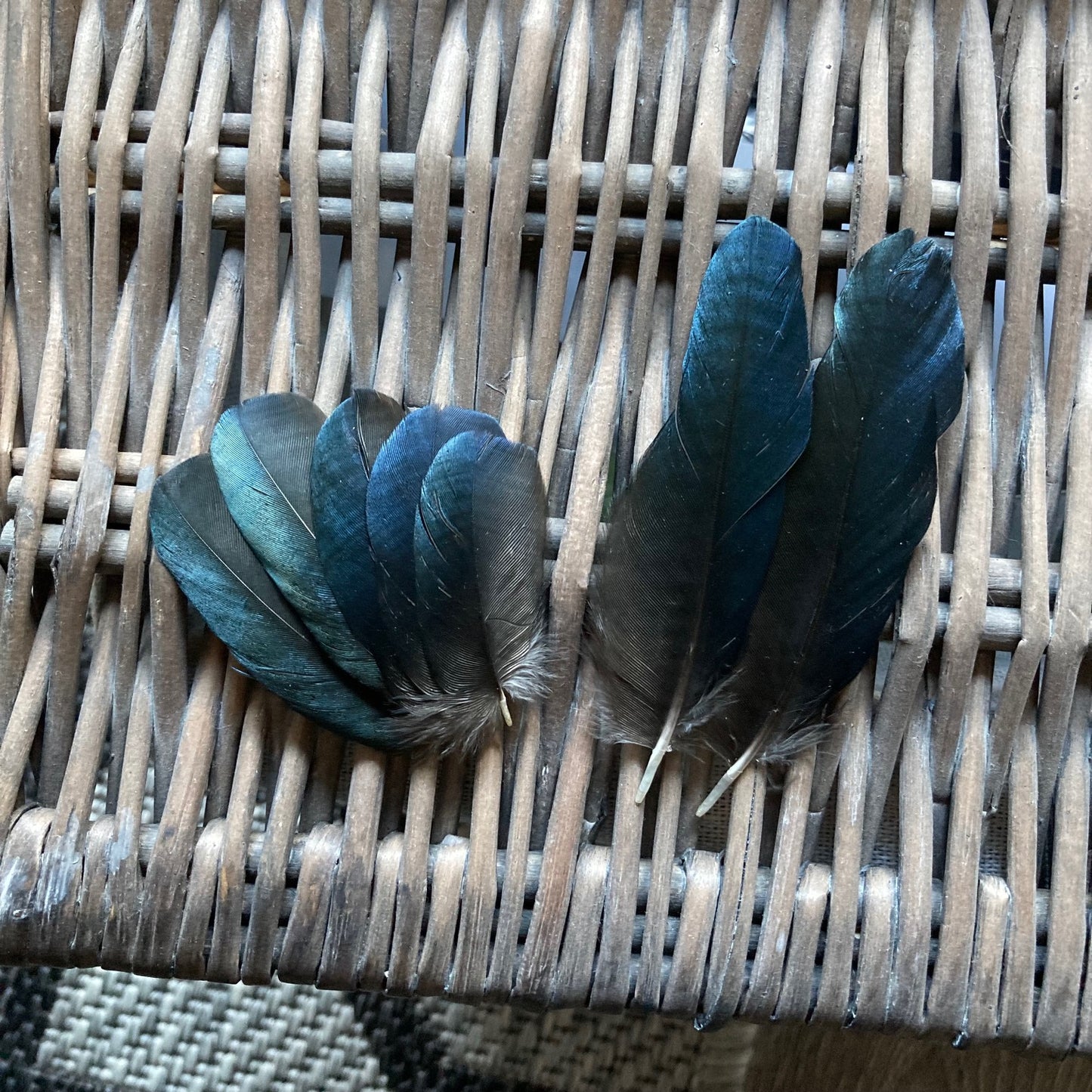 Small Blue Magpie Feathers