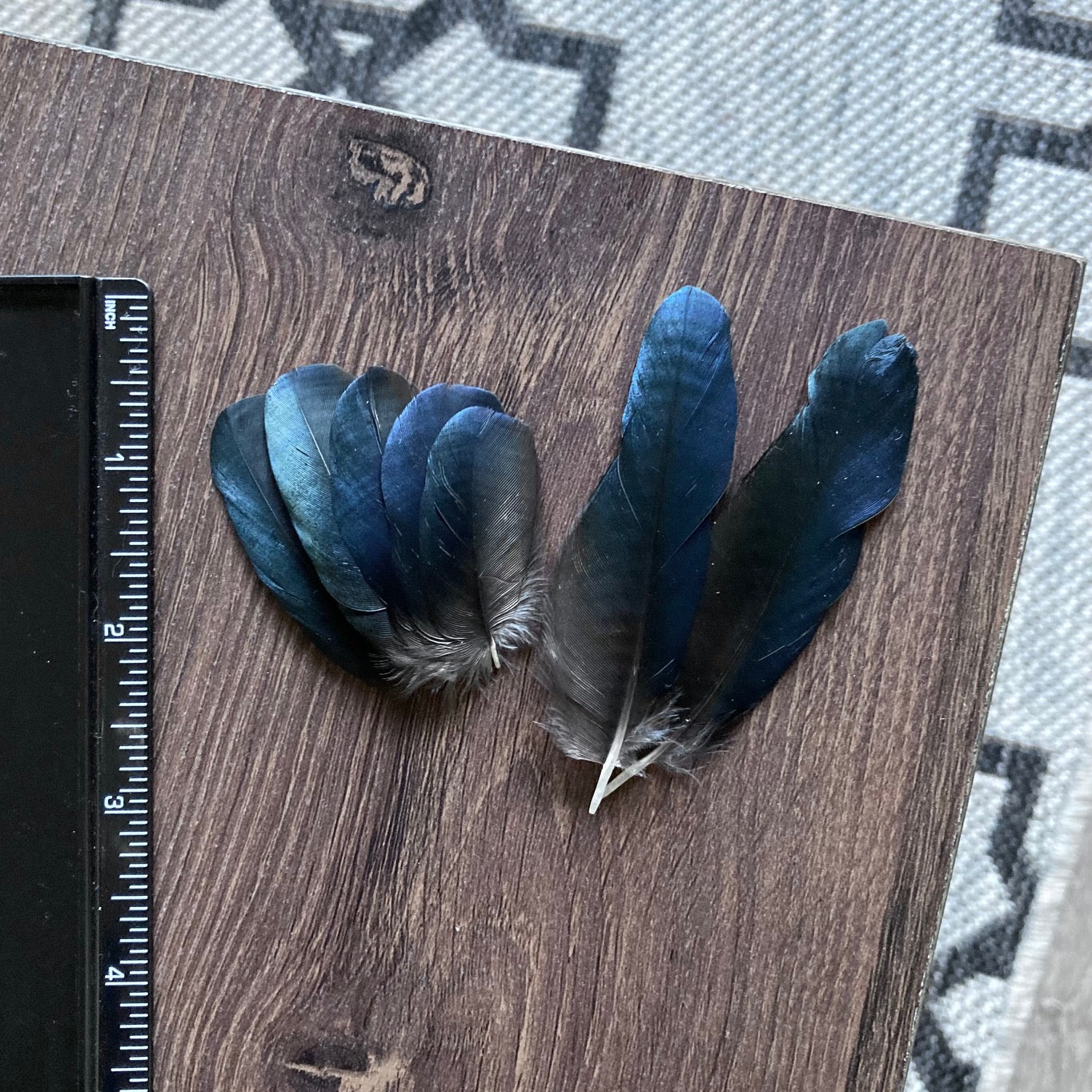 Small Blue Magpie Feathers