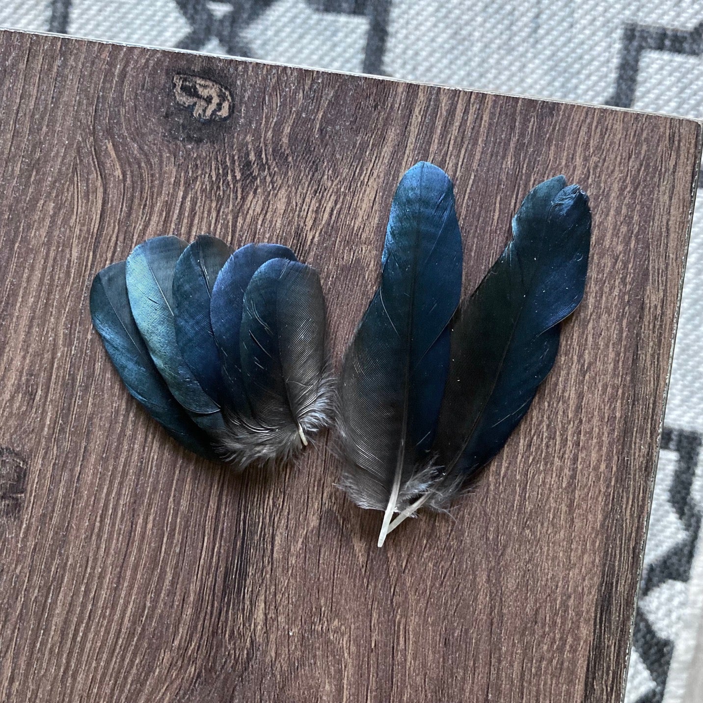 Small Blue Magpie Feathers