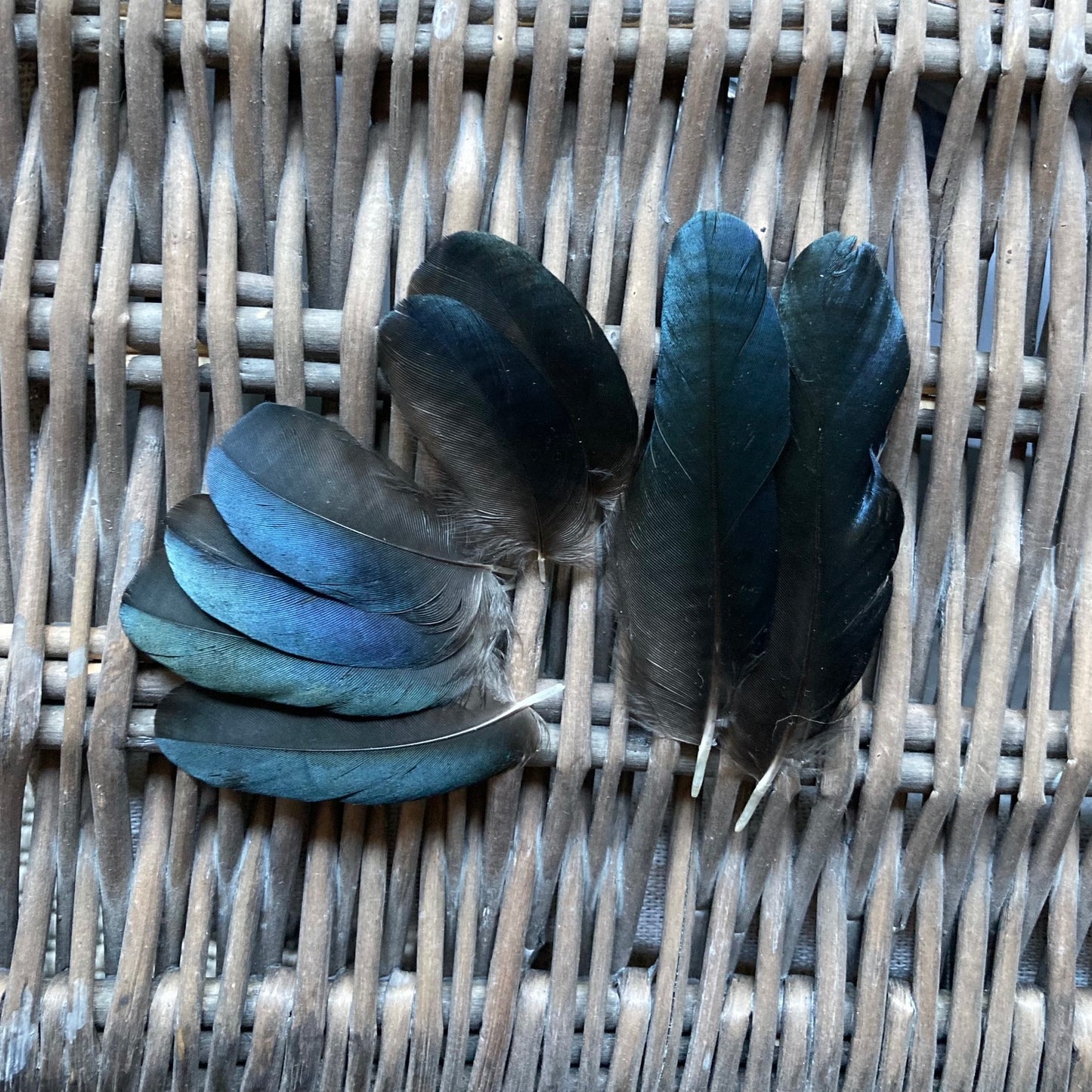 Small Blue Magpie Feathers