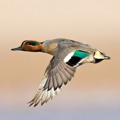 Teal Duck Feathers