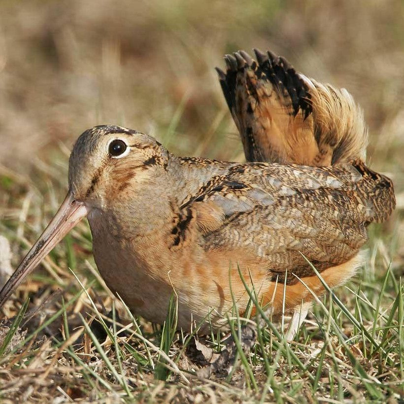 Woodcock Tail Feathers