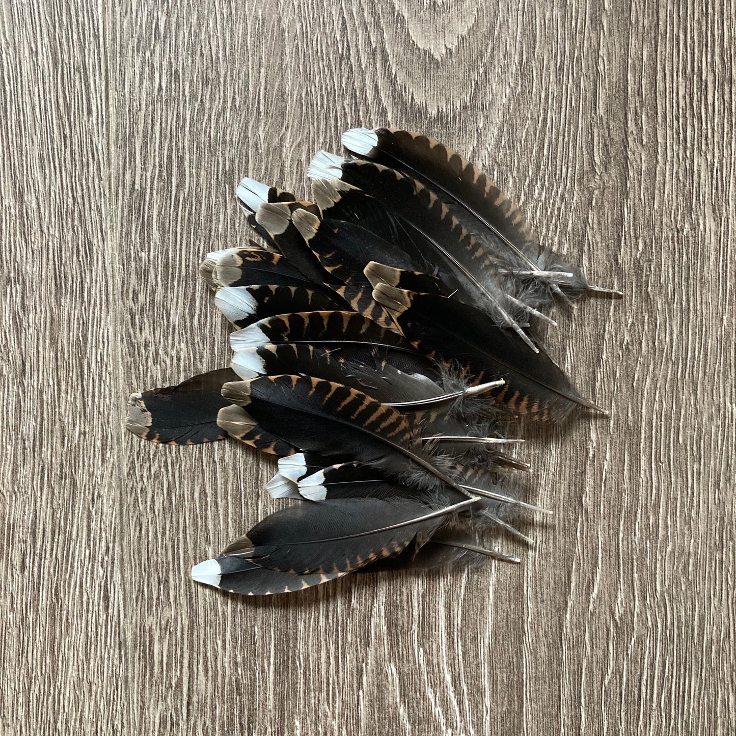 Woodcock Tail Feathers