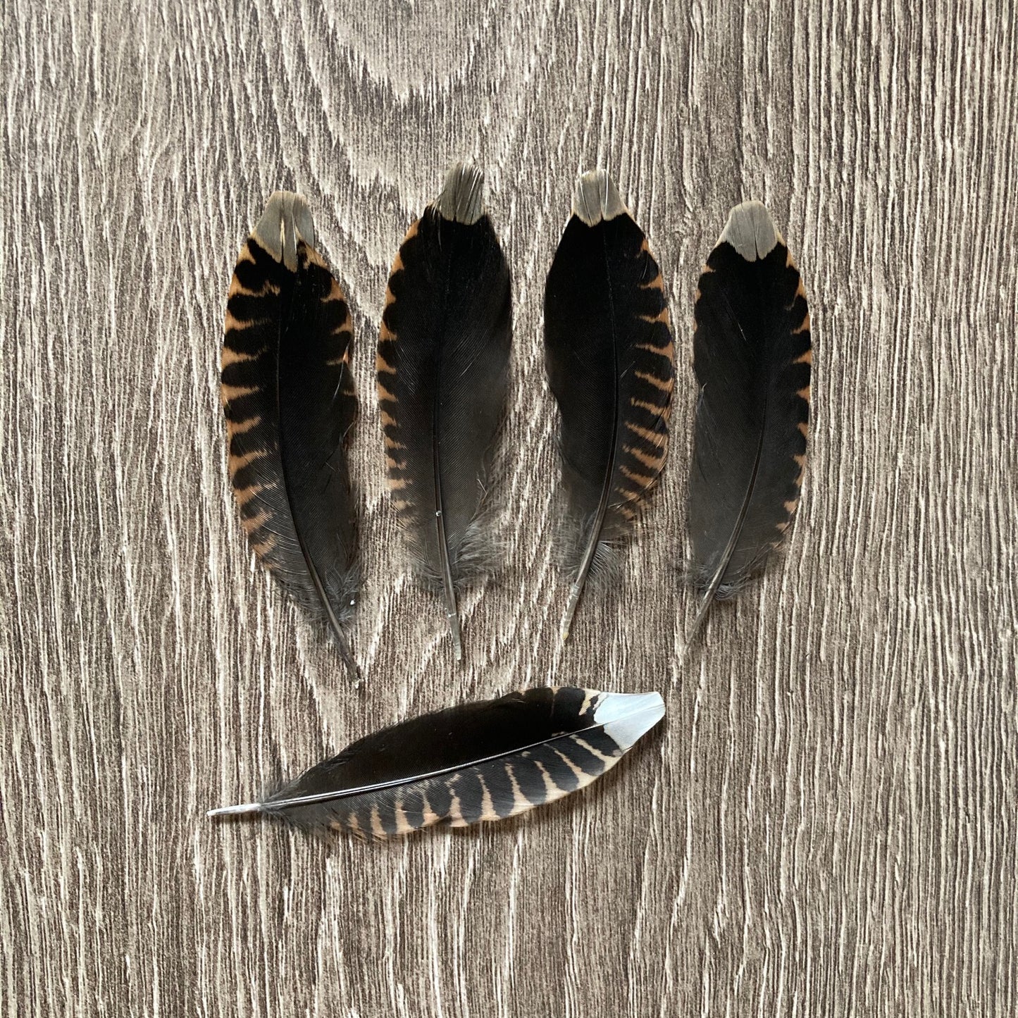 Woodcock Tail Feathers