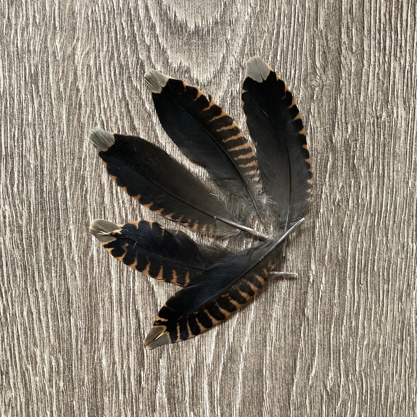 Woodcock Tail Feathers