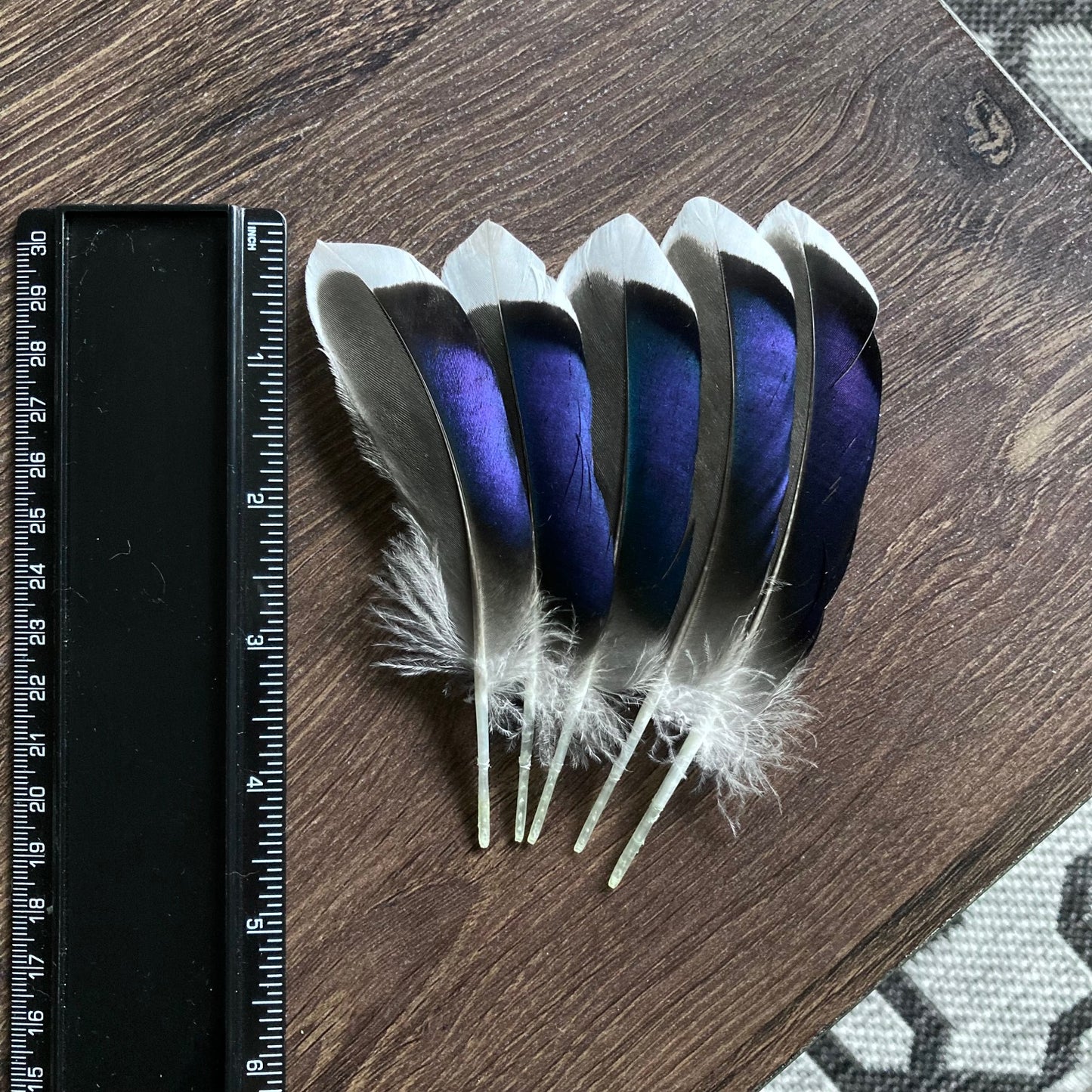 Blue Mallard Duck Feathers