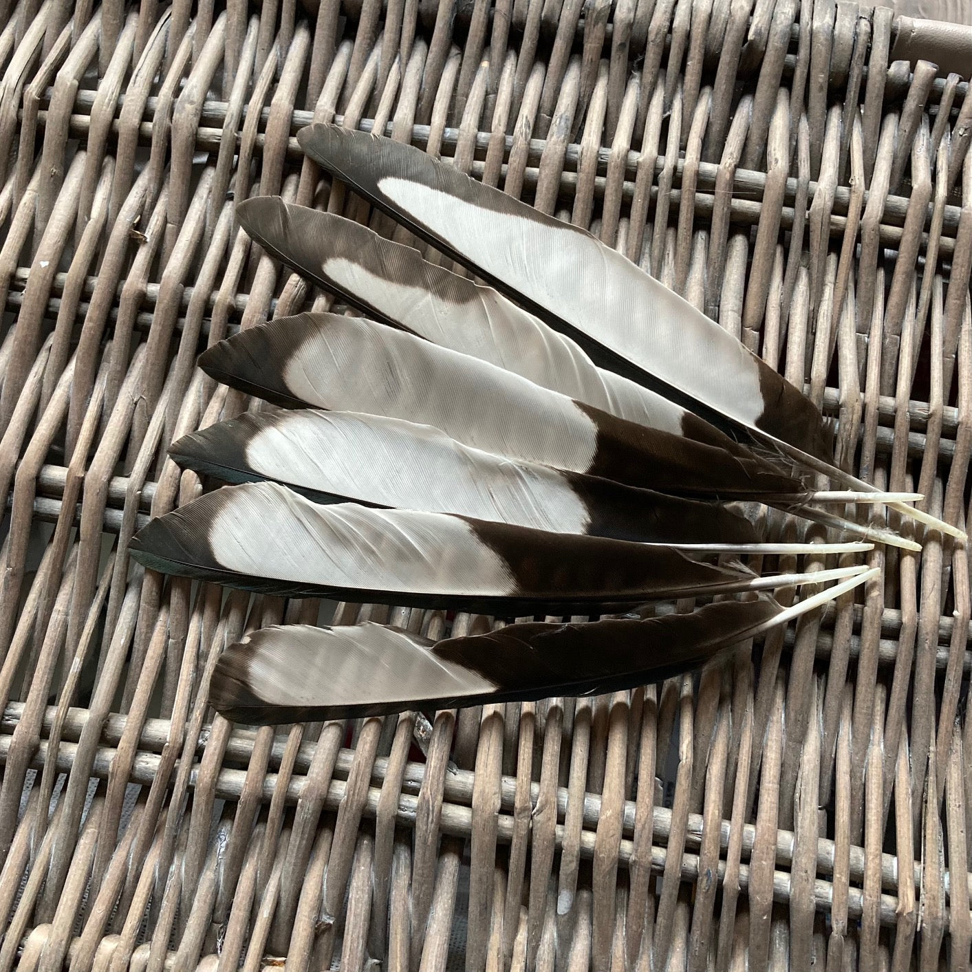 Black & White Magpie Feathers