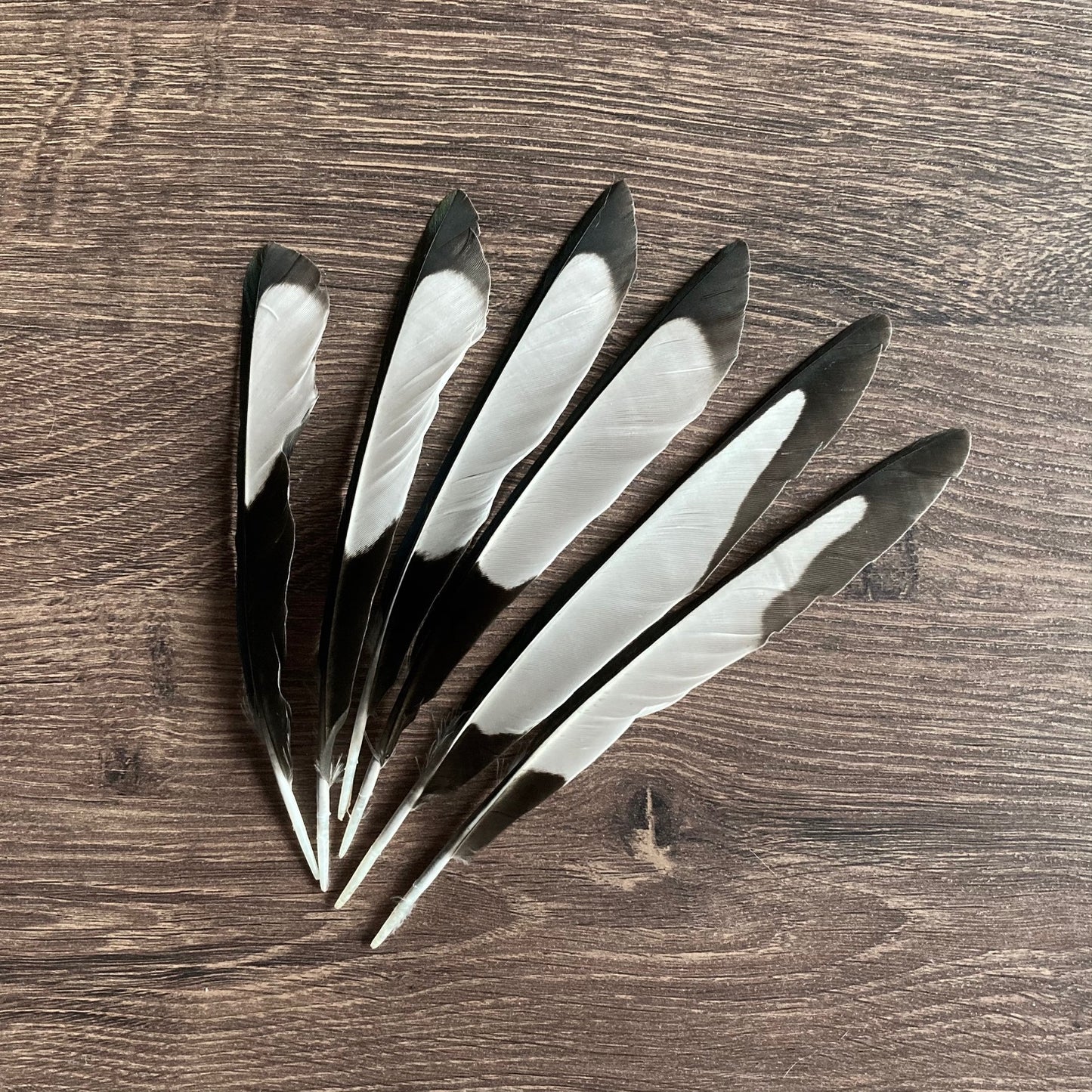 Black & White Magpie Feathers