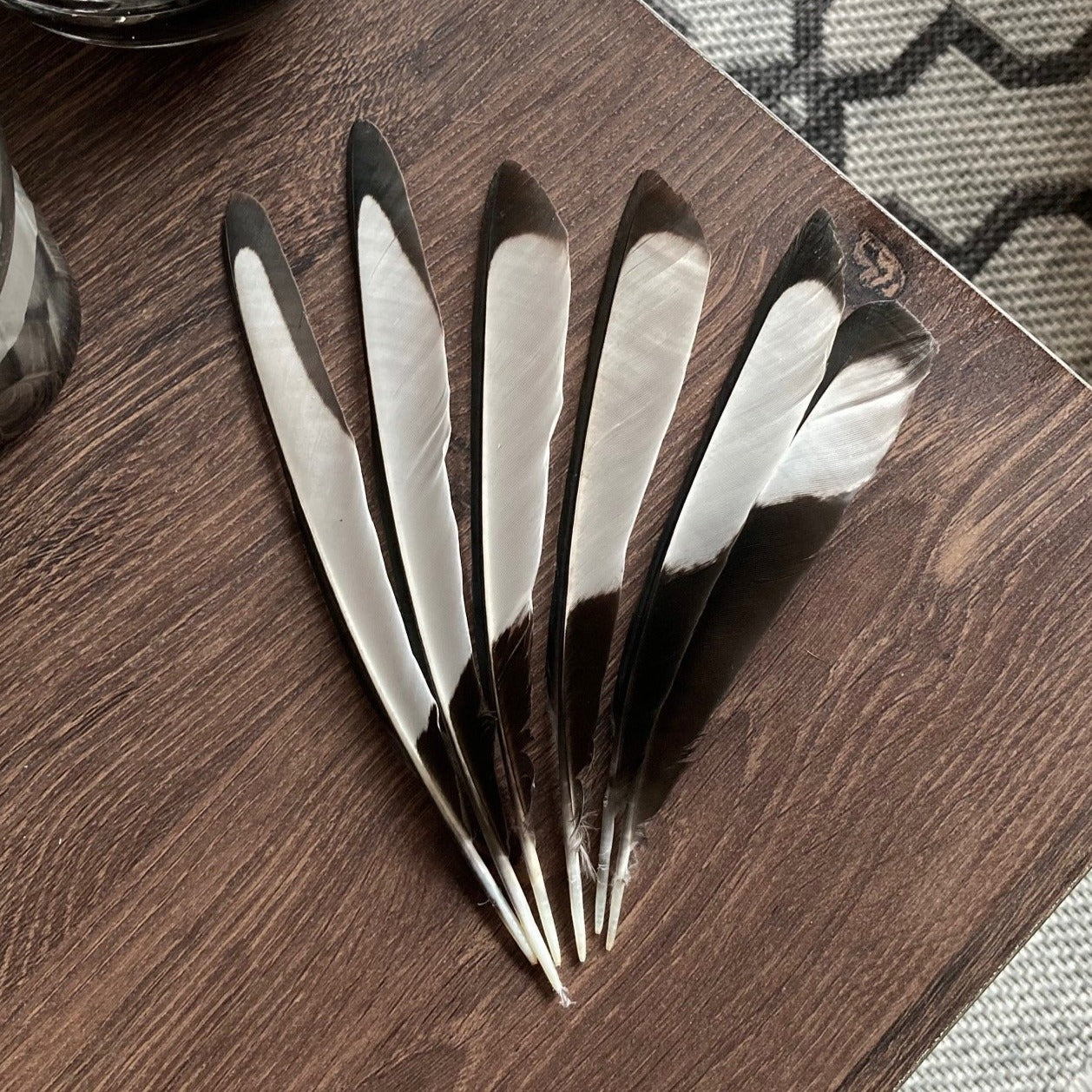 Black & White Magpie Feathers