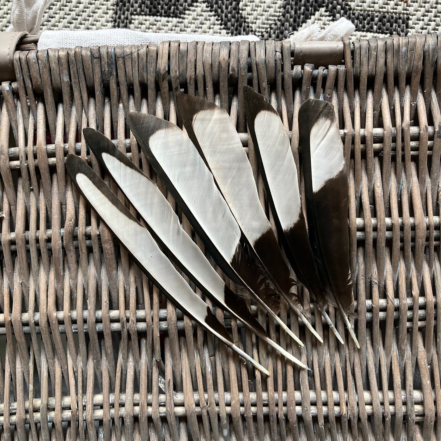 Black & White Magpie Feathers