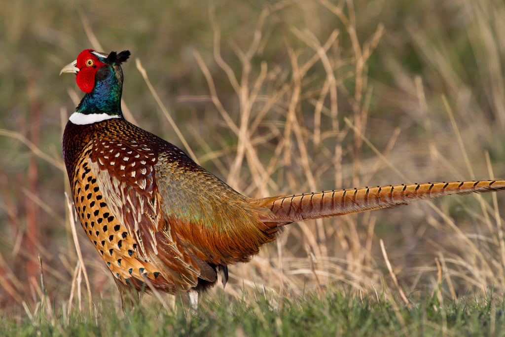 Pheasant Cock Wing Feathers